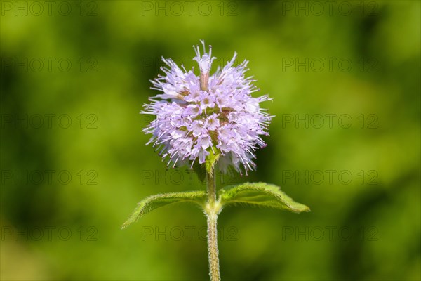 Water mint (Mentha aquatica)