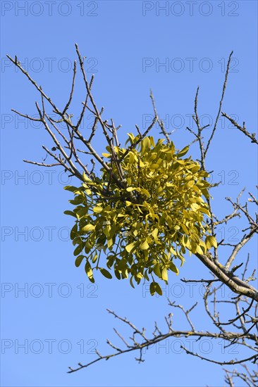 Mistletoe (Viscum album) on fruit tree