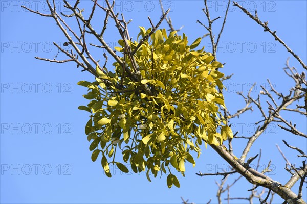 Mistletoe (Viscum album) on fruit tree