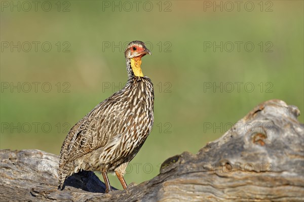 Yellow-necked spurfowl (Francolinus leucoscepus)