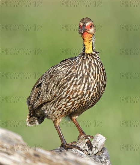 Yellow-necked spurfowl (Francolinus leucoscepus)