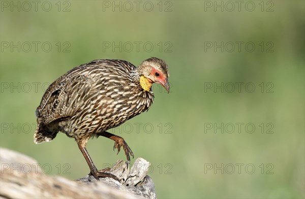 Yellow-necked spurfowl (Francolinus leucoscepus)