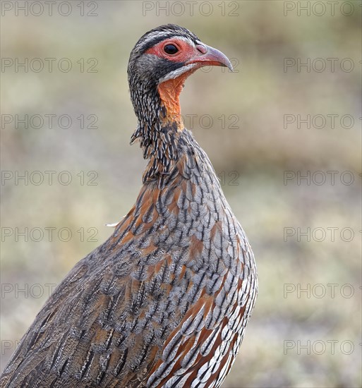 Grey breast francolin (Francolinus rufopictus)