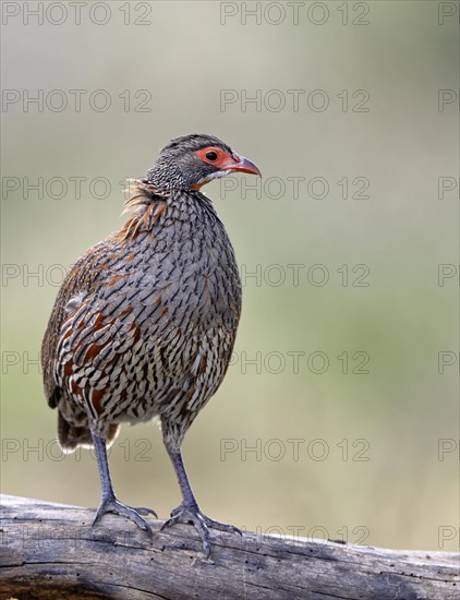 Grey breast Francolin (Francolinus rufopictus)