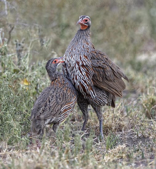 Grey breast francolins (Francolinus rufopictus)