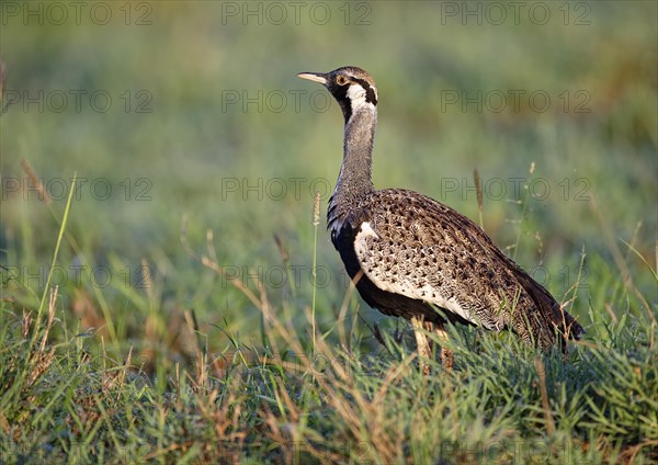 Black-bellied bustard (Lissotis melanogaster)