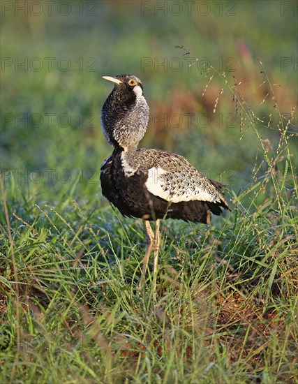 Black-bellied bustard (Lissotis melanogaster)