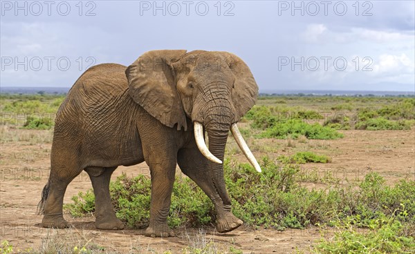 African elephant (Loxodonta africana)