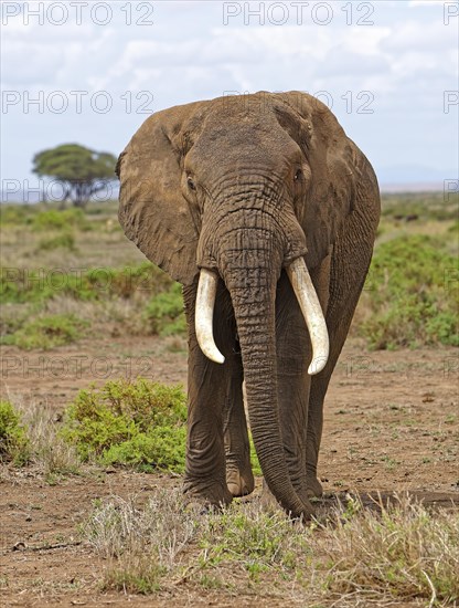 African elephant (Loxodonta africana)