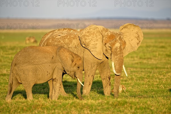 African elephant (Loxodonta africana)