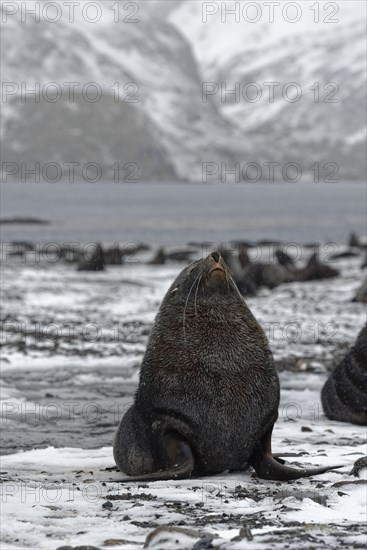 Colony of Antarctic Sea Bears (Arctocephalus gazella) during snowfall on a snow-covered beach