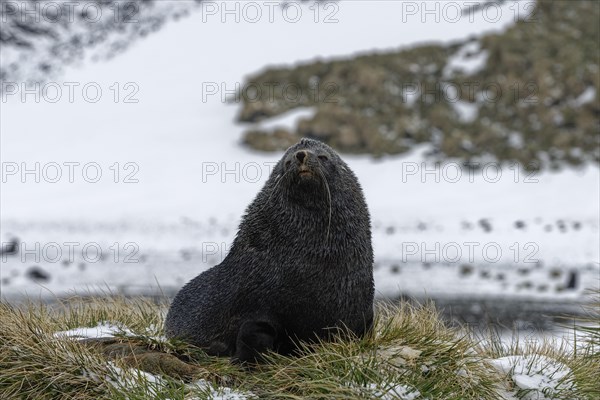 Antarctic Fur Seal (Arctocephalus gazella) during snowfall on snow-covered dune grass