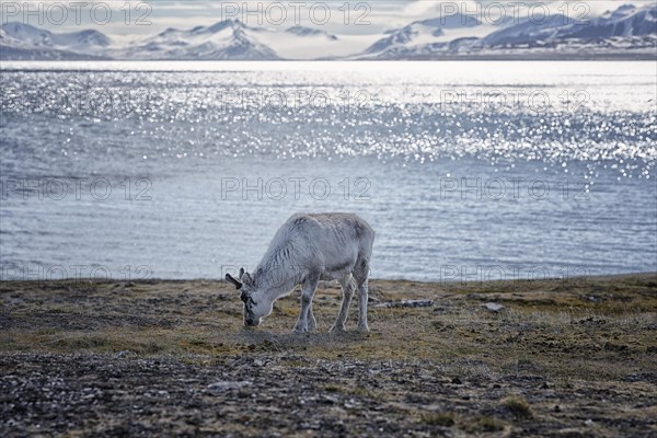 A Svalbard reindeer (Rangifer tarandus platyrhynchus) in the tundra against a mountain backdrop