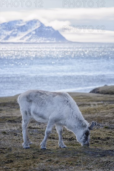 A Svalbard reindeer (Rangifer tarandus platyrhynchus) in the tundra against a mountain backdrop