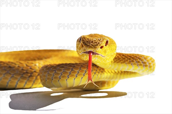 White-lipped Island Pit Viper (Trimeresurus insularis)