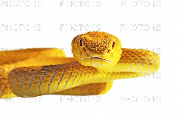 White-lipped Island Pit Viper (Trimeresurus insularis)