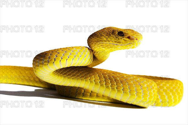 White-lipped Island Pit Viper Cryptelytrops (= Trimeresurus) insularis Indonesia Captivity