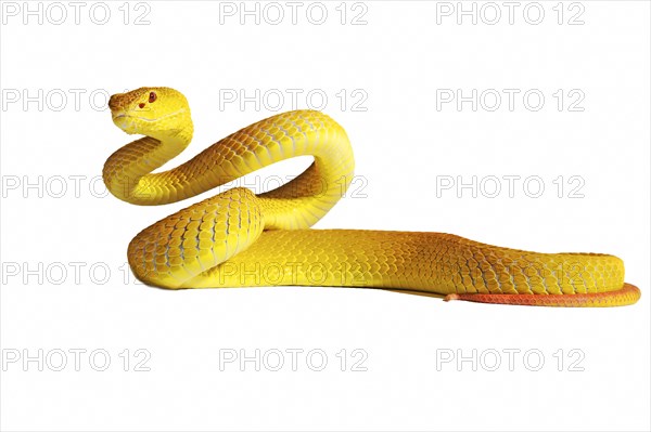 White-lipped Island Pit Viper (Trimeresurus insularis)