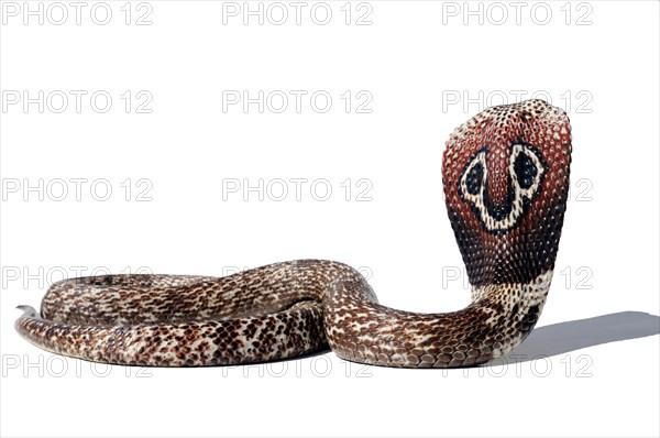 Indian Cobra (Naja)