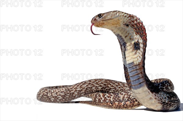 Indian Cobra (Naja)