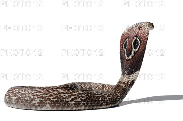 Indian Cobra (Naja)