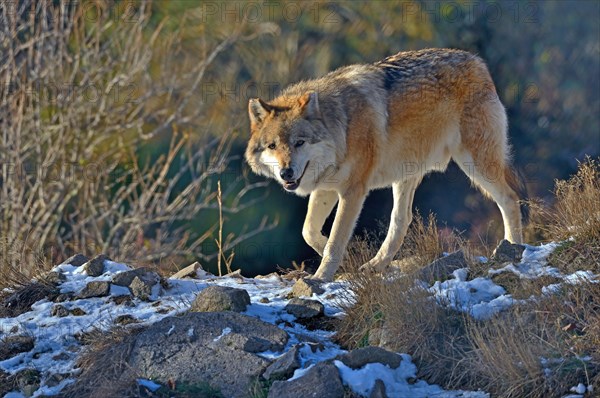 Tundra wolf (Canis lupus albus)