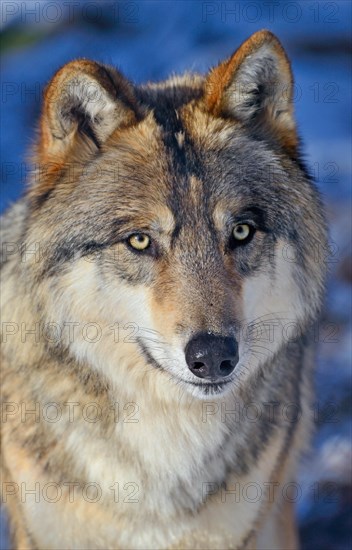 Tundra wolf (Canis lupus albus)