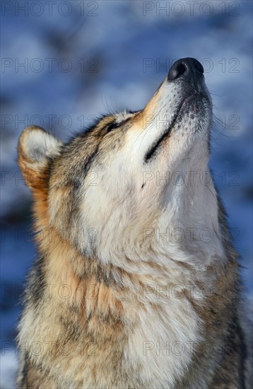 Tundra wolf (Canis lupus albus)