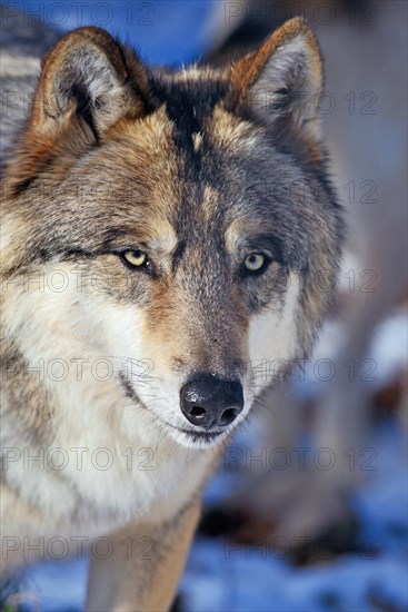 Tundra wolf (Canis lupus albus)