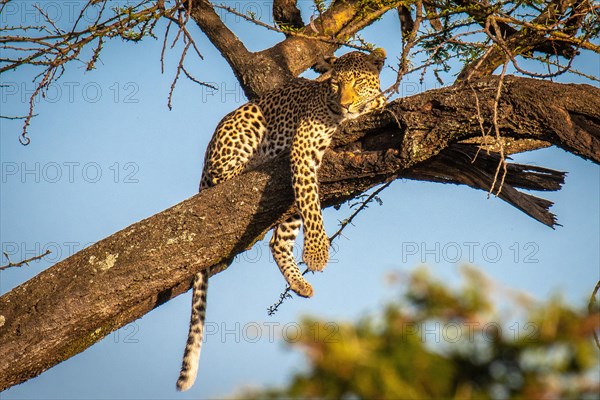 Leopard (Panthera pardus) on a branch