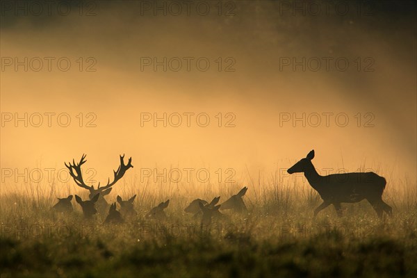 Red deer (Cervus elaphus)