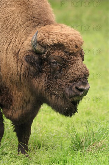 European Bison (Bison bonasus) on meadow