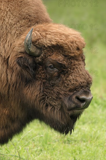 European Bison (Bison bonasus) on meadow