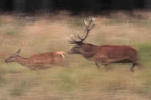 Red deer (Cervus elaphus)