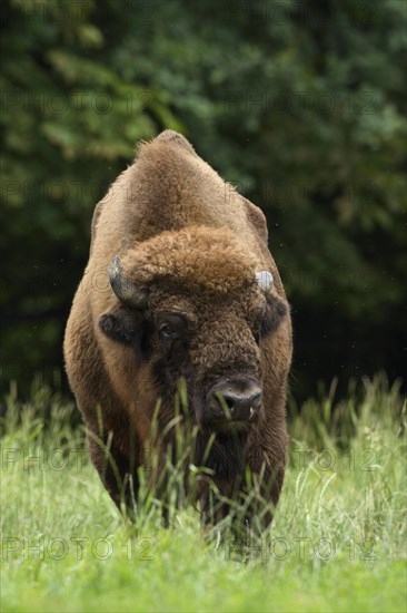 European Bison (Bison bonasus)