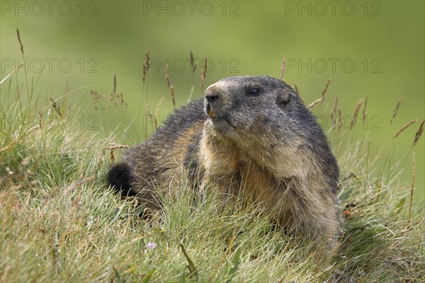 Alpine Marmot (Marmota marmota)