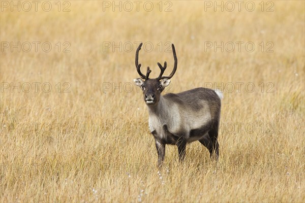 European reindeer (Rangifer tarandus tarandus)