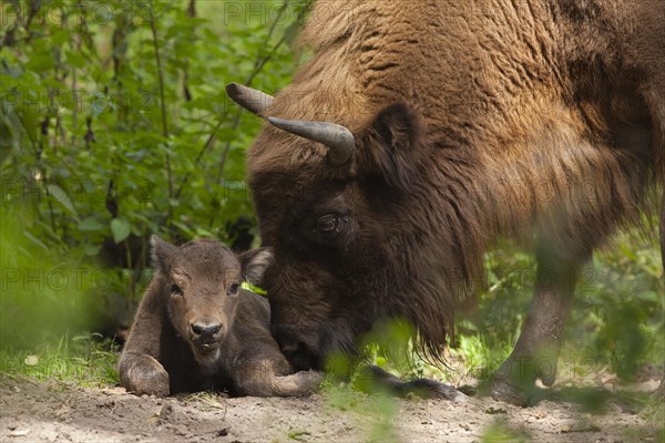 European Bison (Bison bonasus)