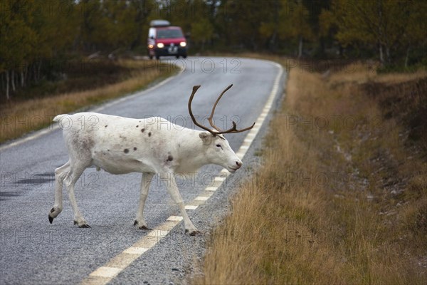 European reindeer (Rangifer tarandus tarandus) crossing road