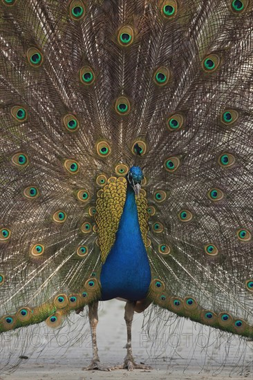 Indian peafowl (Pavo cristatus)