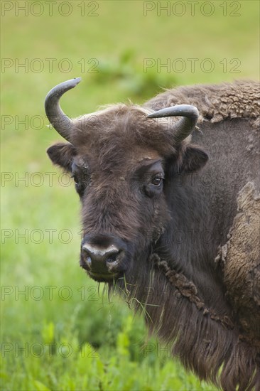 European Bison (Bison bonasus) on meadow