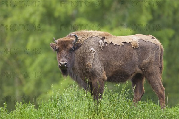 European Bison (Bison bonasus)