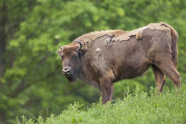 European Bison (Bison bonasus)