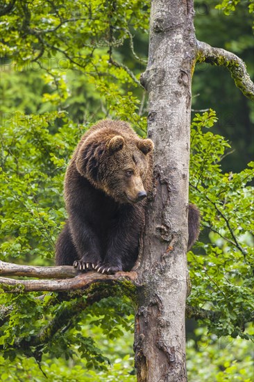 European Brown bear (Ursus arctos) sitting in a tree