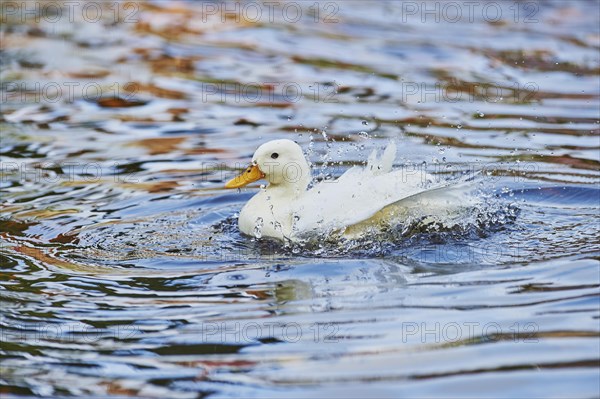 Indian Runner duck (Anas platyrhynchos domesticus) on a lake