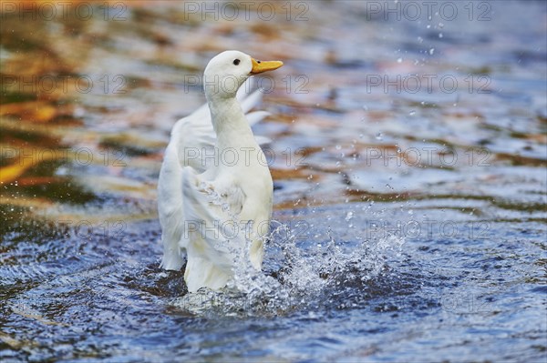 Indian Runner duck (Anas platyrhynchos domesticus) on a lake