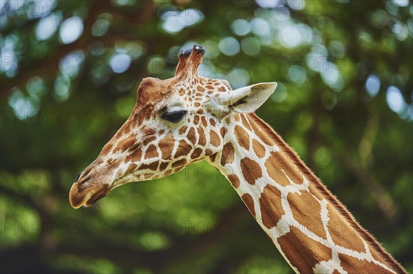 Reticulated giraffe (Giraffa camelopardalis reticulata) or Somali giraffe
