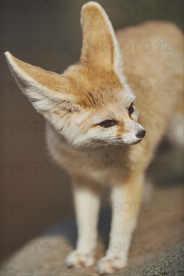 Fennec fox