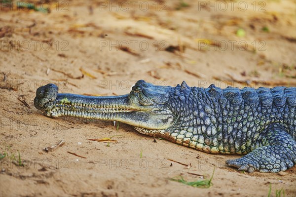 Gharial (Gavialis gangeticus)