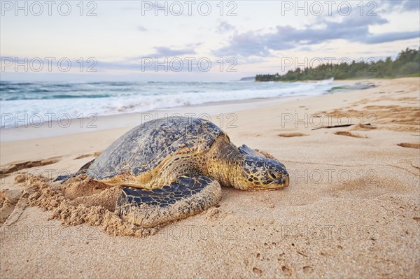 Green sea turtle (Chelonia mydas) on turtle bay